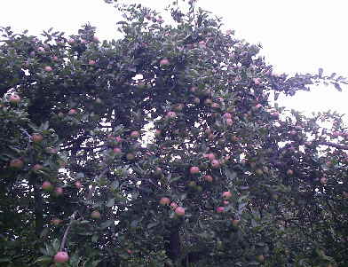 Apfelbaum im Obstgarten
